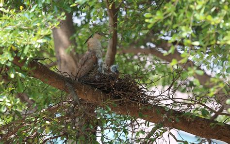 鳥築巢風水|【家裡有鳥築巢】鳥巢報喜！1個跡象代表家宅運勢大。